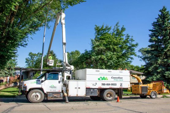 Canadian tree care